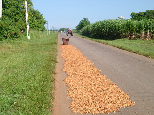 Drying peanuts on the road