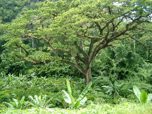 Tropical foliage