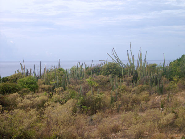 Cacti