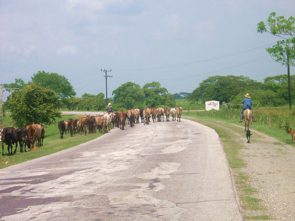 Cattle drive