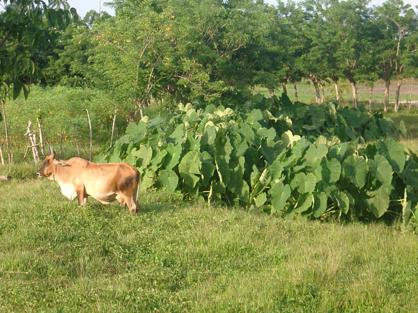 Cow and Plant