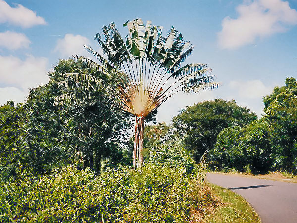 Madagascar Fan Palm