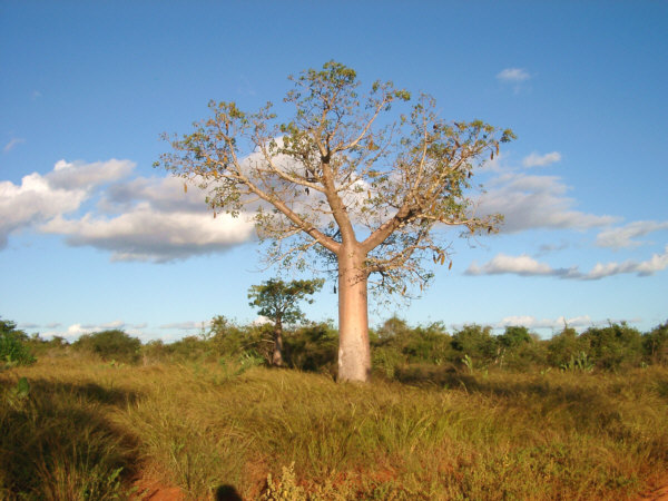 Lone Baobab
