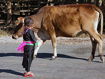 Girl and Cow