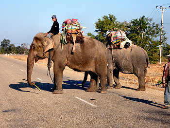 Elephants on Highway 13