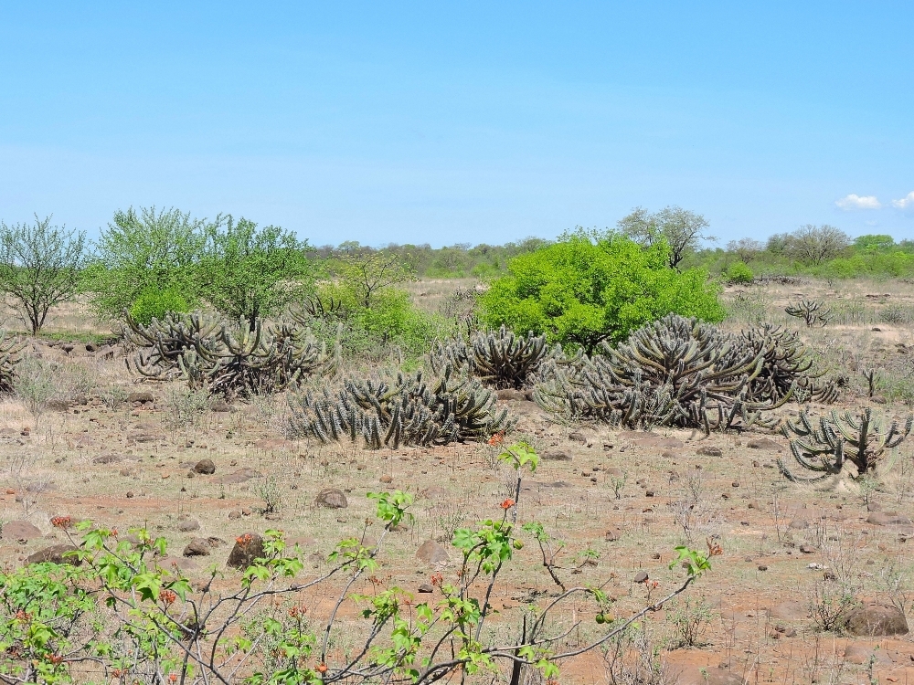  Caatinga 