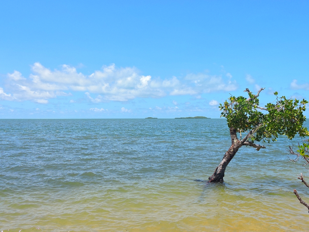  Estuary of the West Coast Lagoon 