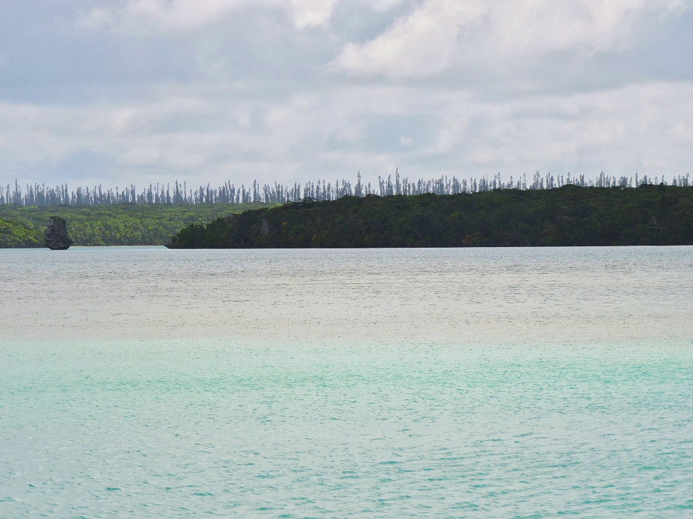  Araucarias surrounding Upi Bay