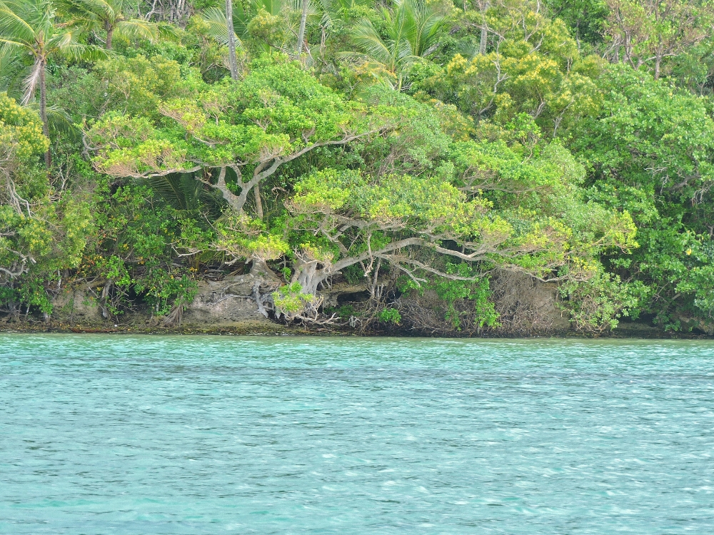  Upi Bay flora 