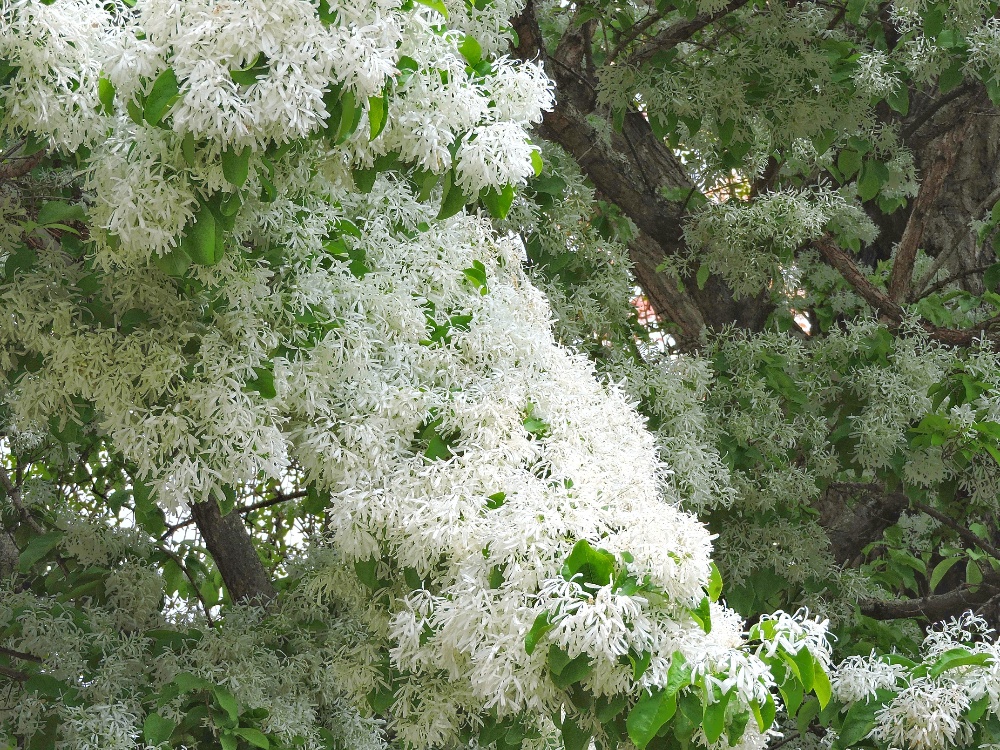  L’Orto Botanico di Padova 