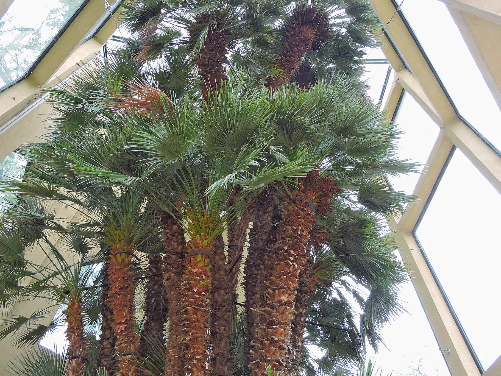  Goethe Palm 